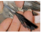 Blood Feathers and feather sheaths. Blood feather and feather sheath