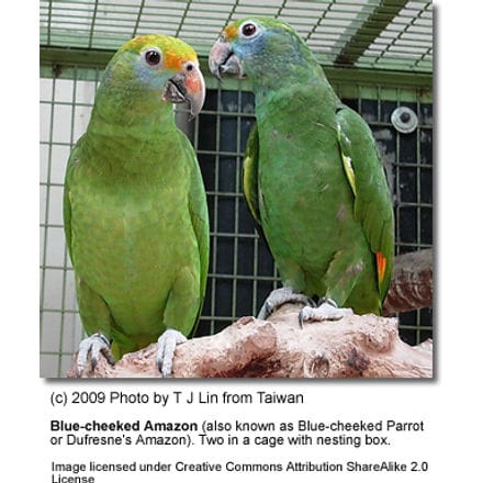 Blue-cheeked Amazons, also known as Blue-cheeked Parrot or Dufresne’s Amazon