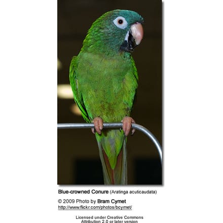Sheri's Blue-crowned Conure