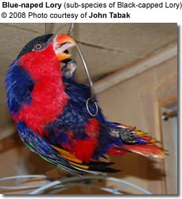 Blue-naped Lory