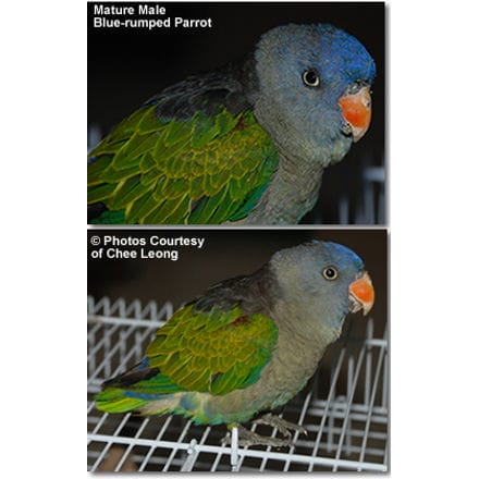 Male Blue-rumped Parrot