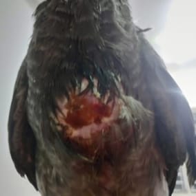 Images 23. African Grey: Crop burn from hand-feeding with formula that was too hot from being heated in a microwave. A large fistula was present and needed to be repaired surgically (image courtesy Aswathy Sathi; used with permission).