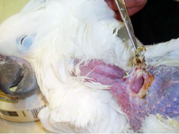 Image 24: Full-thickness crop burn in an umbrella cockatoo. The scab is being pulled away to reveal the large fistula from which formula is leaking out (image courtesy Scott McDonald; used with permission).