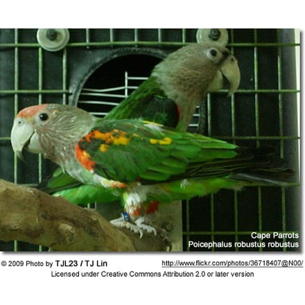 Cape Parrots