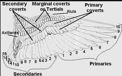 Wing Anatomy