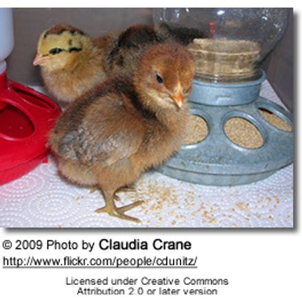 Chicks with feeder and waterer