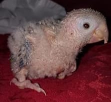 Image 16: This hand-fed chick has difficulty with his feet since he is not in the nest with his siblings (image courtesy Nancy Watters; used with permission). 