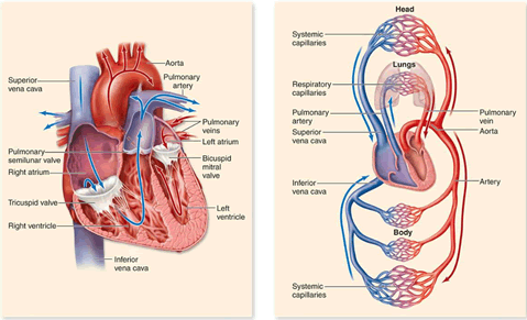 Circulatory system and Heart 