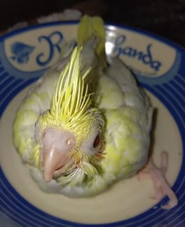 Image 15: Cockatiel chick that was rescued and hand-raised by Nousin Mun who has a rescue center in Bangladesh. In this case, hand-raising saved the bird’s life since his parents abandoned him, but he has splayed legs. She has worked with him to bring the legs together (image credit Nousin Mun; used with permission).  