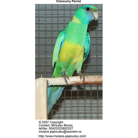 Cloncurry Parrot