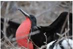Courtship displays, male Frigate bird, inflated gular sac