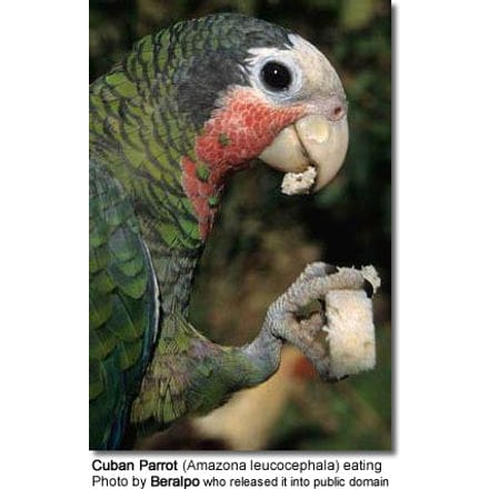 Cuban Parrot (Amazona leucocephala) eating