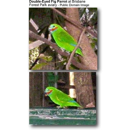 Double-eyed Fig Parrots