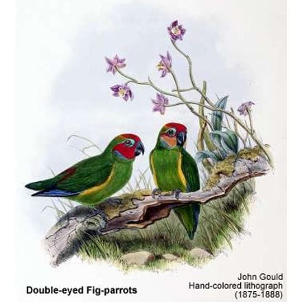 Double-eyed Fig-parrots