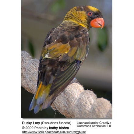 Dusky Lory from the back