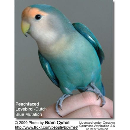 Peach best sale faced parakeet