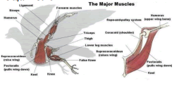 Major Muscles