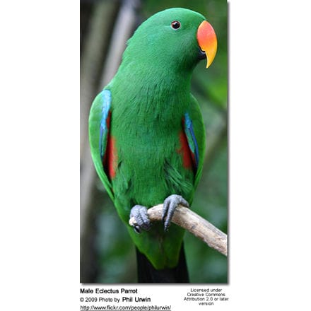 Male Eclectus