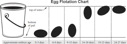 Egg Flotation Chart