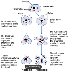Difference between apoptosis and necrosis