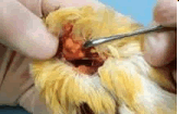 Feather Cyst