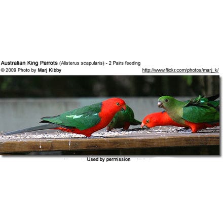 Feeding Australian King Parrots (2 pairs)