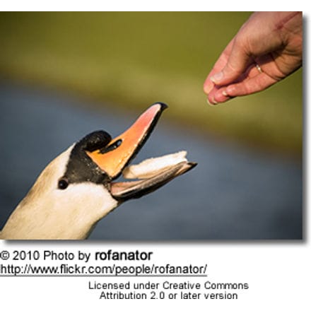 best food to feed swans