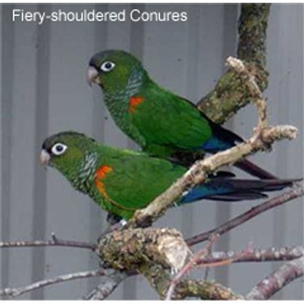 Fiery-shouldered Conures