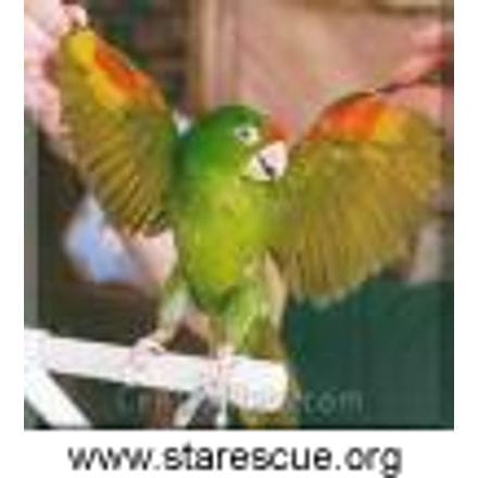 Finsch's Conure