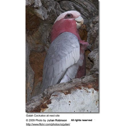 Galah Cockatoo at nest site