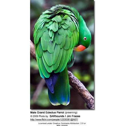 Male Grand Eclectus Parrot (preening)