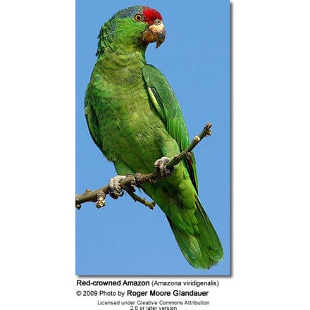 Green-cheeked Amazon by Roger Moore Glandauer