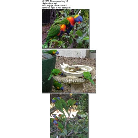 feeding lorikeets backyard