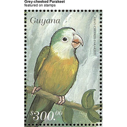 Grey-cheeked Parakeet