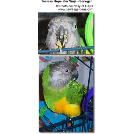 senegal parrot food list