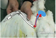 Humerus and femur—long bones which are filled with air