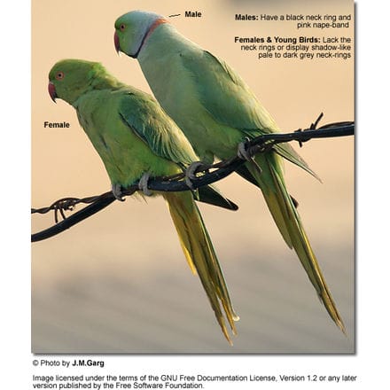 Indian Ringneck Pair (female to the left)