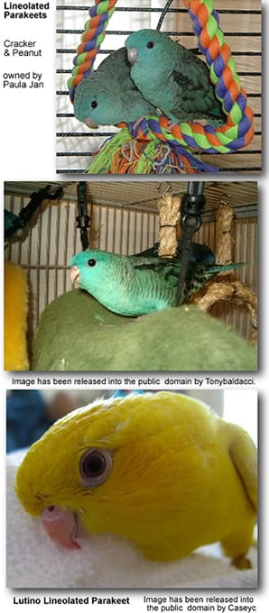 Lineolated Parakeets