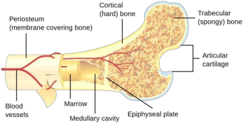 Internal Anatomy of a long bone with trabiculae, medullary bone