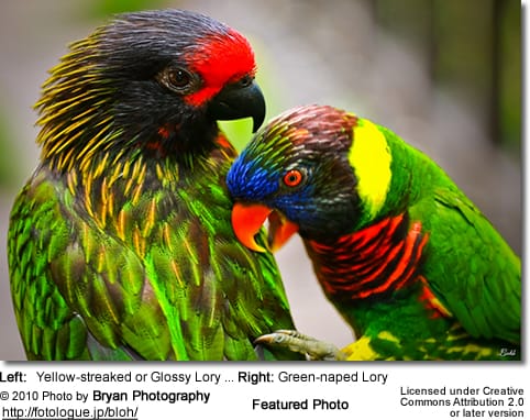 Yellow-streaked and Green-naped Lory