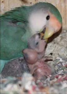 Image 14: Lovebird parent feeding chicks (image courtesy YouTube; permission unavailable).