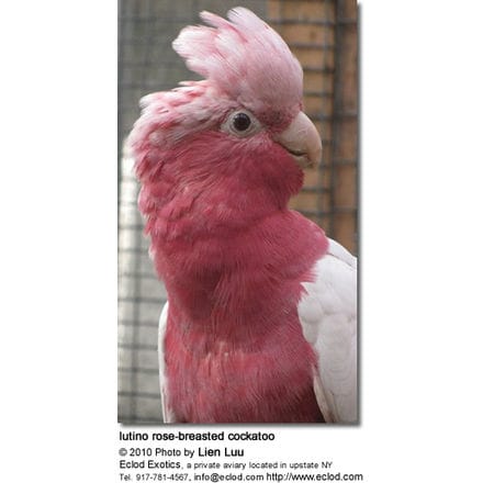 lutino rose-breasted cockatoo