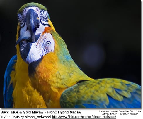 Back: Blue and Gold Macaw - Front: Hybrid Macaw