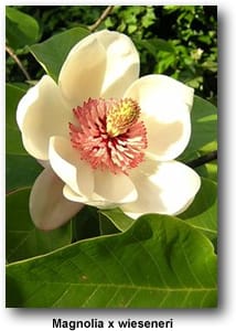 Magnolia