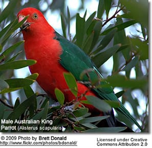 Male Australian King Parrot