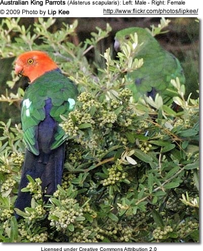 Male and Female Australian King Parrot - the female is well hidden in the foliage - to the right