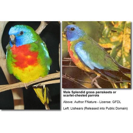 Male Splendid Parakeets