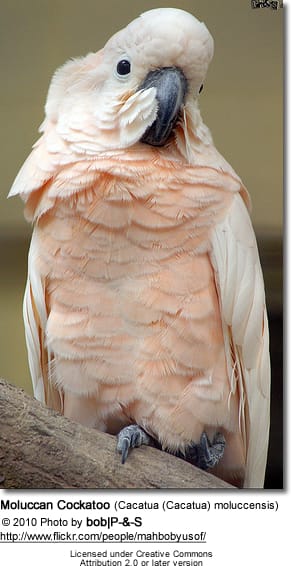 Moluccan Cockatoo (Cacatua (Cacatua) moluccensis)
