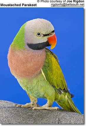 Moustached Parakeet