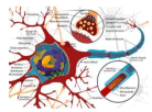 B-2 Nerve Cell diagram